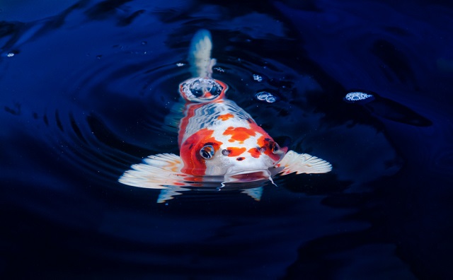 Koi ponty